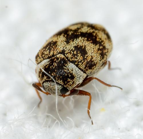 Réf. 283 368 : Anthrenus sp.