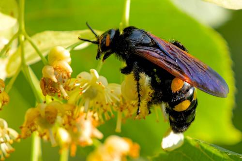 Réf. 283 683 : Megascolia maculata