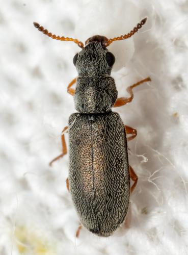 Danacea sp.