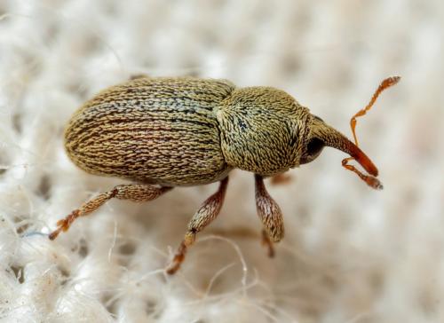 Tychius sp.