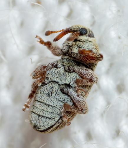 Tychius sp.
