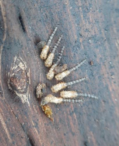 Réf. 283 499 : Forcipomyia sp.