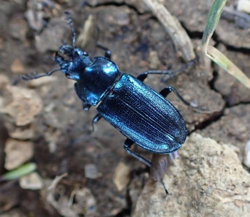 Platycerus caraboides