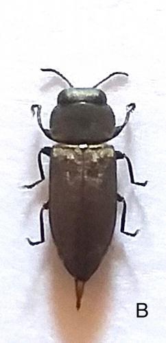 Réf. 283 031 : Anthaxia mendizabali