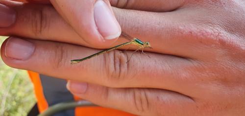 Lestes virens