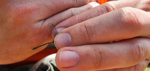 Lestes virens