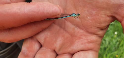 Coenagrion scitulum