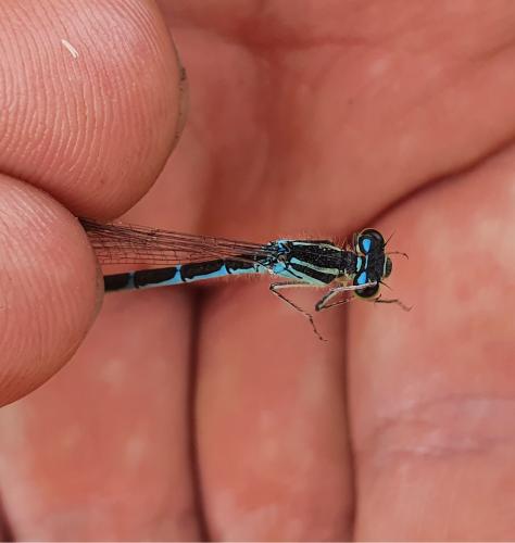 Coenagrion scitulum