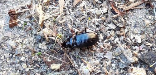 Réf. 283 067 : Nebria sp.