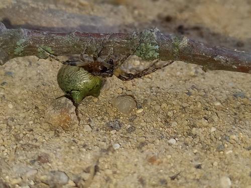 Réf. 283 352 : Gibbaranea gibbosa