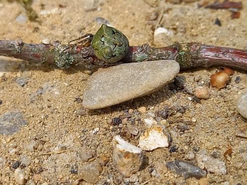 Réf. 283 353 : Gibbaranea gibbosa