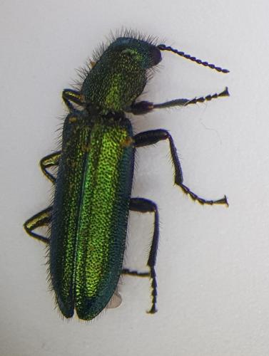 Réf. 283 205 : Psilothrix viridicoerulea