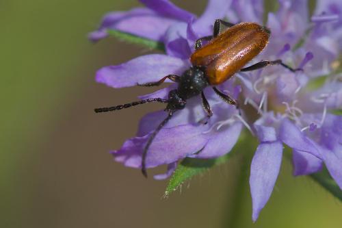 Pseudovadonia livida