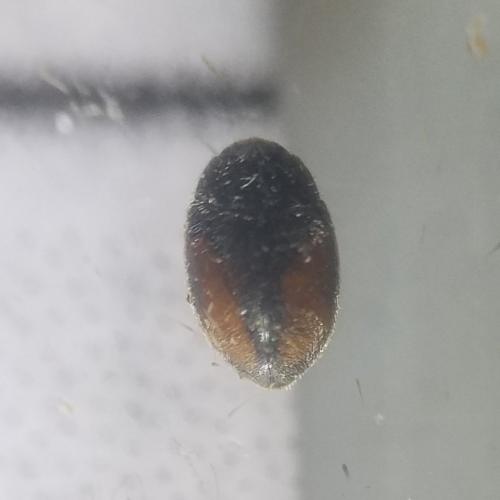Nephus redtenbacheri