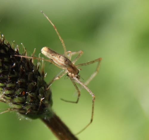 Réf. 283 237 : Tetragnatha sp.