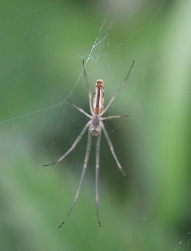 Tetragnatha sp.