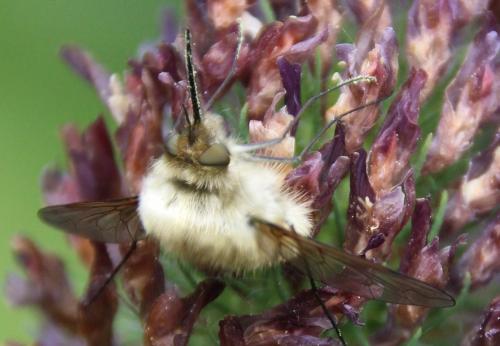 Bombylius sp.