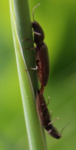 Réf. 283 291 : Athous haemorrhoidalis