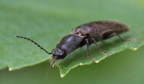 Réf. 283 290 : Athous haemorrhoidalis