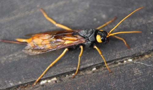 Réf. 283 058 : Urocerus gigas