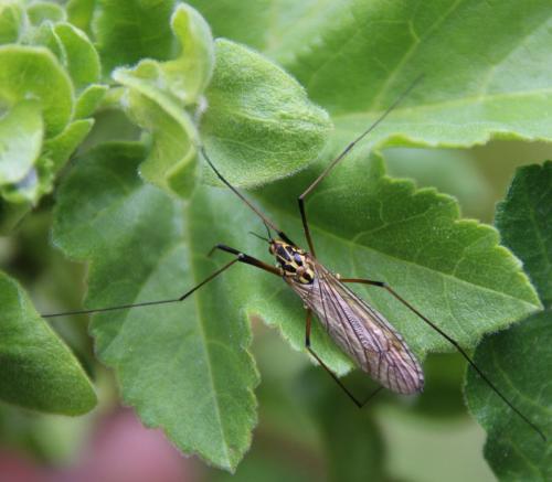 Nephrotoma flavescens