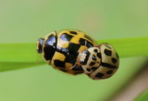 Propylea quatuordecimpunctata