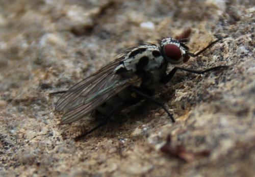 Réf. 283 725 : Anthomyia procellaris