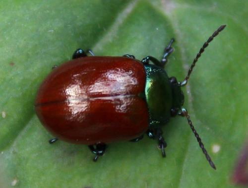 Réf. 283 195 : Chrysolina polita