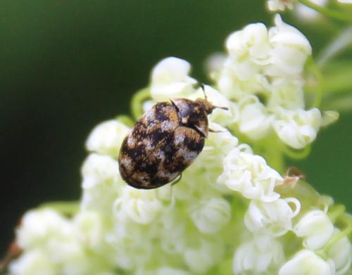 Réf. 283 492 : Anthrenus sp.