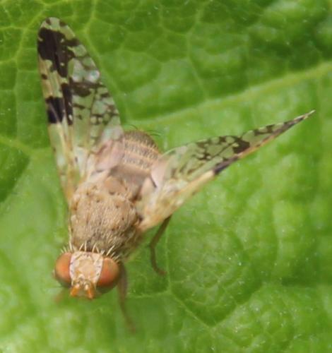 Tephritis bardanae