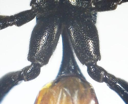 Réf. 283 467 : Ichneumon bucculentus