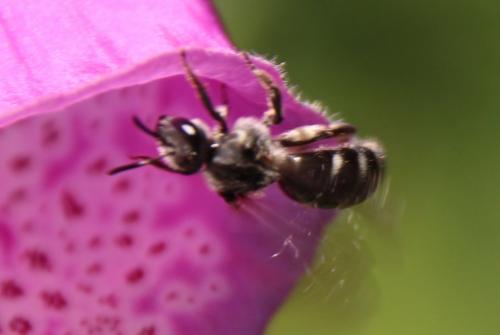 Lasioglossum sp.