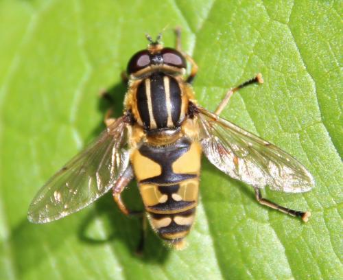 Réf. 283 708 : Helophilus pendulus