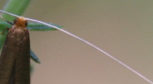 Nematopogon sp.