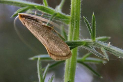 Réf. 283 852 : Nematopogon sp.