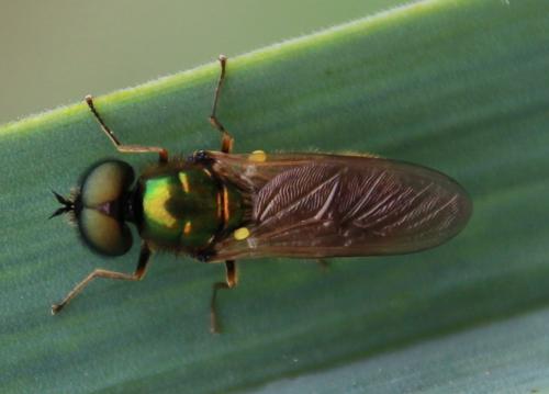 Réf. 283 460 : Chloromyia formosa