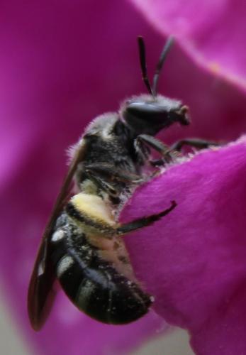 Réf. 283 654 : Lasioglossum sp.