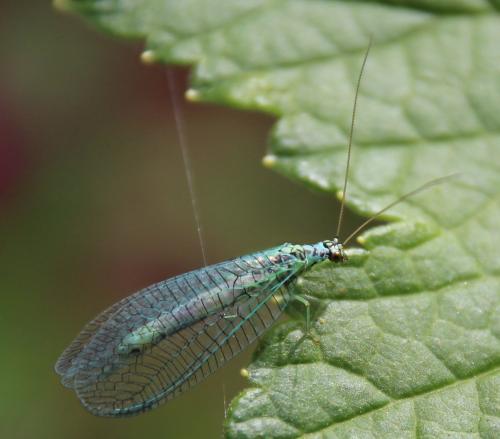 Réf. 283 622 : Chrysopa perla