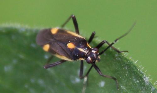 Capsodes sulcatus