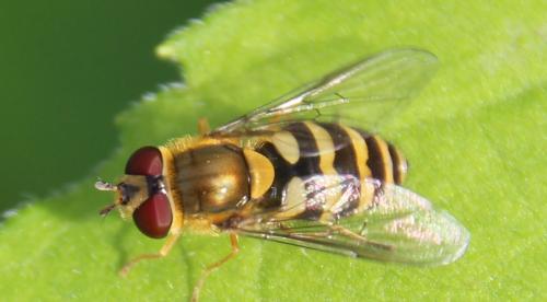 Réf. 283 785 : Syrphus ribesii