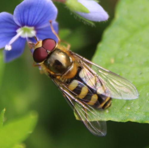 Réf. 283 801 : Lapposyrphus lapponicus