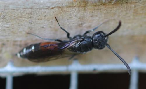 Réf. 283 692 : Sapyga quinquepunctata