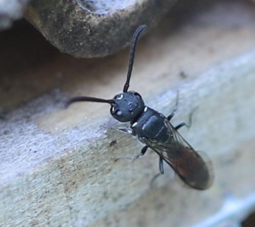 Réf. 283 762 : Sapyga quinquepunctata