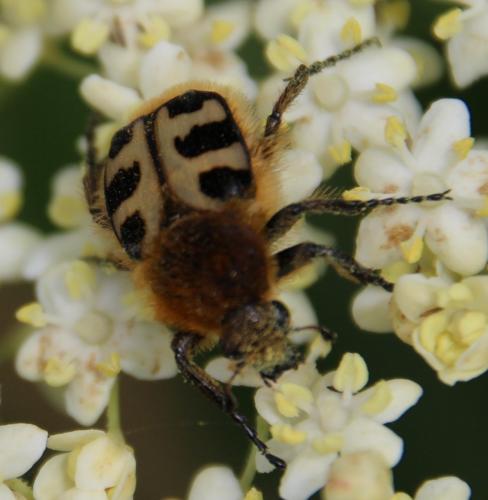 Réf. 283 963 : Trichius gallicus
