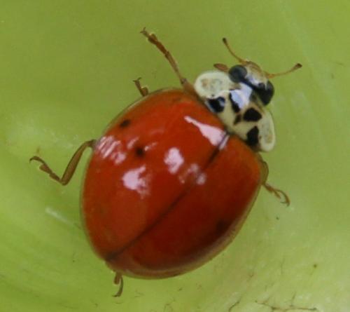 Réf. 283 898 : Harmonia axyridis