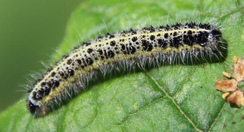 Pieris brassicae