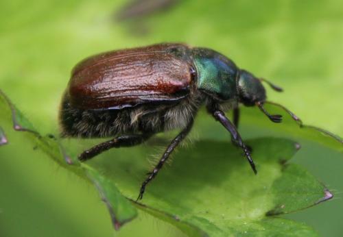 Réf. 283 991 : Phyllopertha horticola