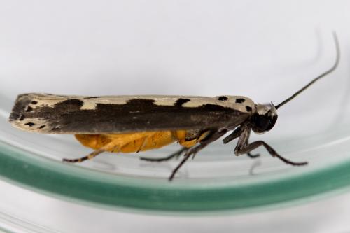 Ethmia bipunctella