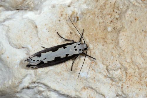 Ethmia bipunctella