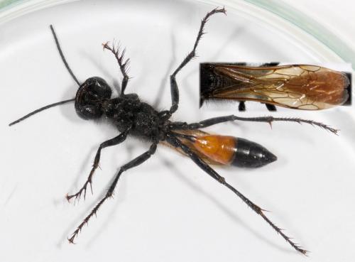 Podalonia luffii